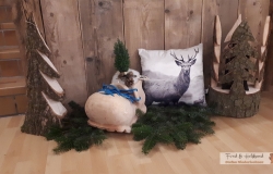 geschenkideen-weihnachten